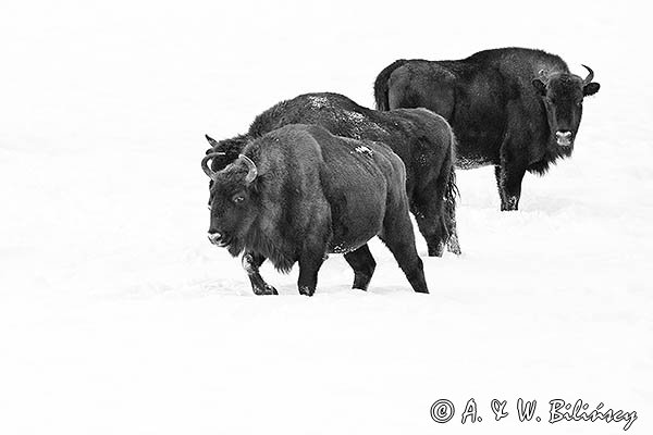 Żubry, Bison bonasus, Bieszczady