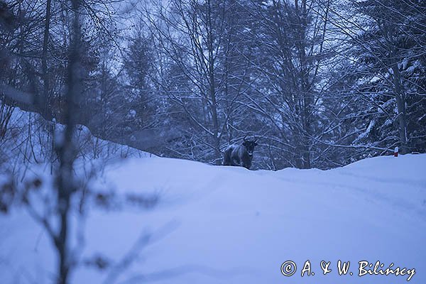 Żubr, Bison bonasus, Bieszczady