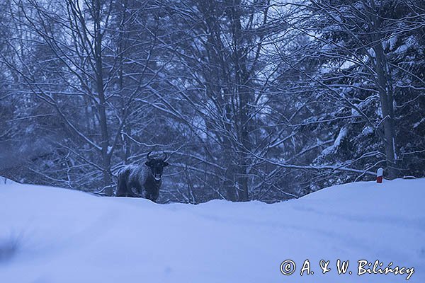 Żubr, Bison bonasus, Bieszczady