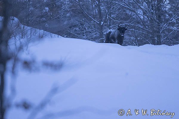 Żubr, Bison bonasus, Bieszczady