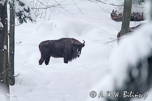 żubr, Bison bonasus, Bieszczady