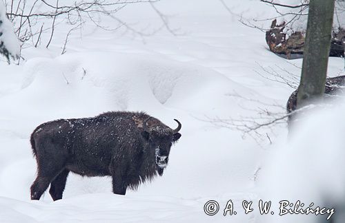 żubr, Bison bonasus, Bieszczady