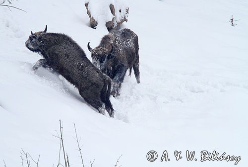 żubry, Bison bonasus, Bieszczady