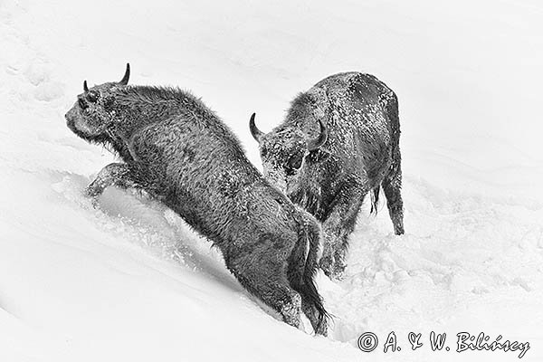 Żubry, Bison bonasus, Bieszczady