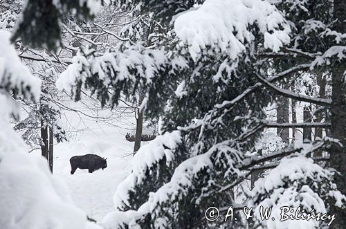 żubr, Bison bonasus, Bieszczady