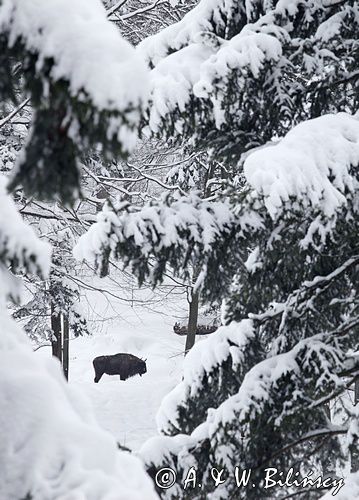 żubr, Bison bonasus, Bieszczady