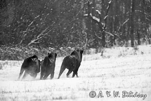 żubry, Bison bonasus, Bieszczady