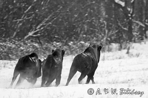 żubry, Bison bonasus, Bieszczady