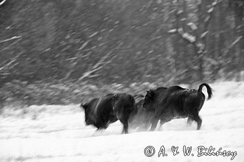 żubry, Bison bonasus, Bieszczady