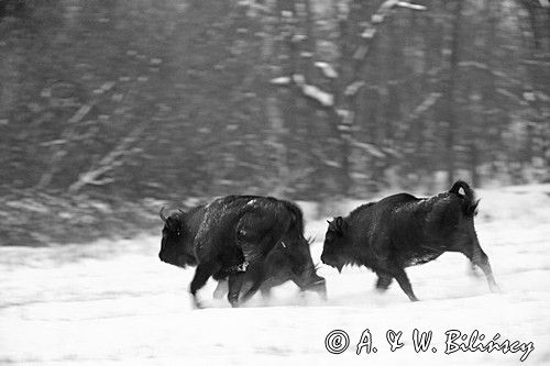 żubry, Bison bonasus, Bieszczady