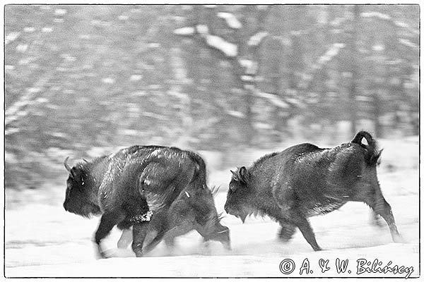 żubry, Bison bonasus, Bieszczady