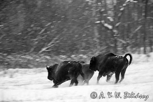 żubry, Bison bonasus, Bieszczady