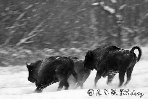 żubry, Bison bonasus, Bieszczady