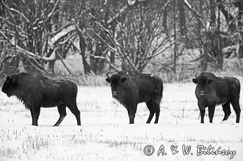 żubry, Bison bonasus, Bieszczady