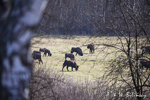 żubr, Bison bonasus, Bieszczady