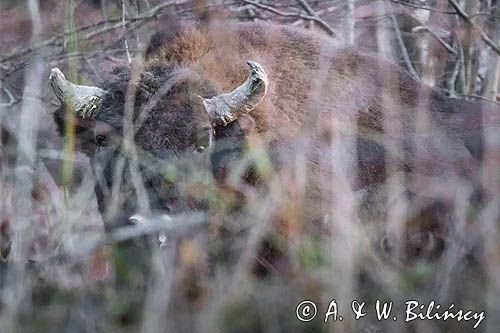 żubr, Bison bonasus, Bieszczady