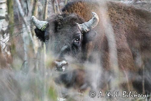 żubr, Bison bonasus, Bieszczady