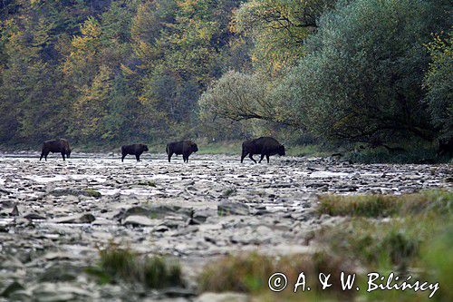 żubry, Bison bonasus, Bieszczady, rzeka San