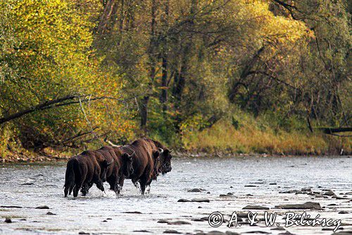 Żubry nad Sanem, Bison bonasus, fot A&W Bilińscy, bank zdjęc