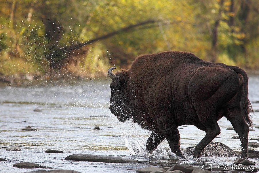 żubry, Bison bonasus, Bieszczady