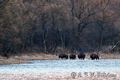 żubr, Bison bonasus, Bieszczady