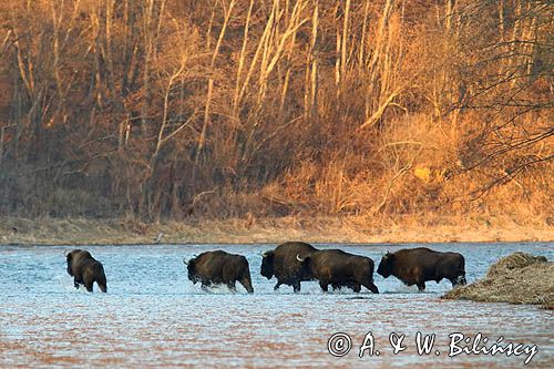 Żubry, European bisons, Bison bonasus, fot A&W Bilińscy, fotografia przyrodnicza
