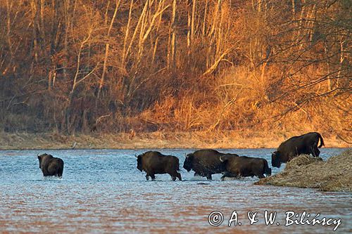 żubr, Bison bonasus, Bieszczady