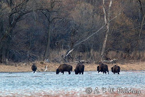 żubr, Bison bonasus, Bieszczady