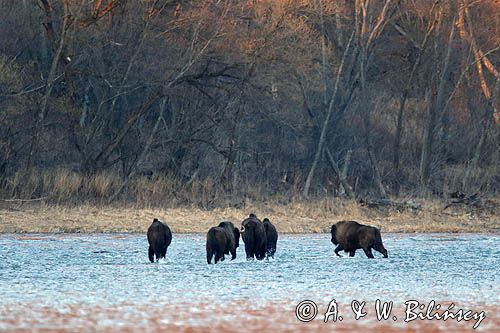 żubr, Bison bonasus, Bieszczady