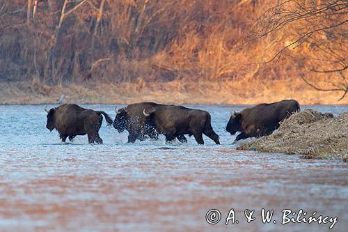 żubr, Bison bonasus, Bieszczady