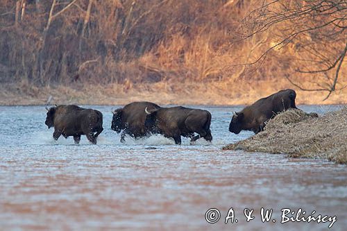 żubr, Bison bonasus, Bieszczady