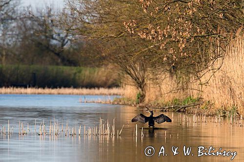 Kormoran czarny, Phalacrocorax carbo