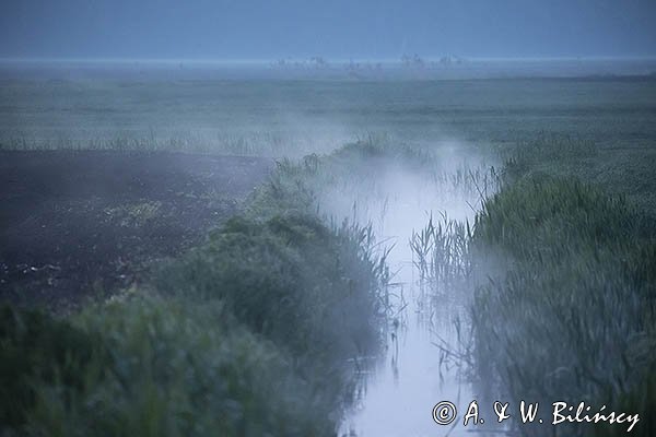 Rów melioracyjny o świcie, Żuławy Wiślane