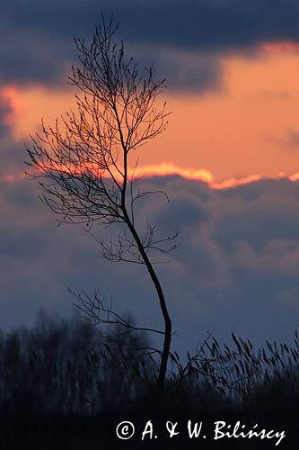 Drzewko o zachodzie słońca, Żuławy