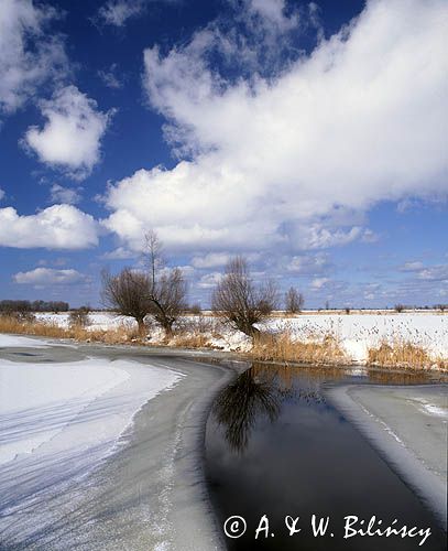 zima na żuławach, wierzby nad wodą