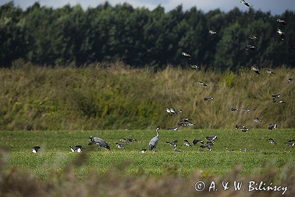 Czajka, Vanellus vanellus i żurawie, Grus grus