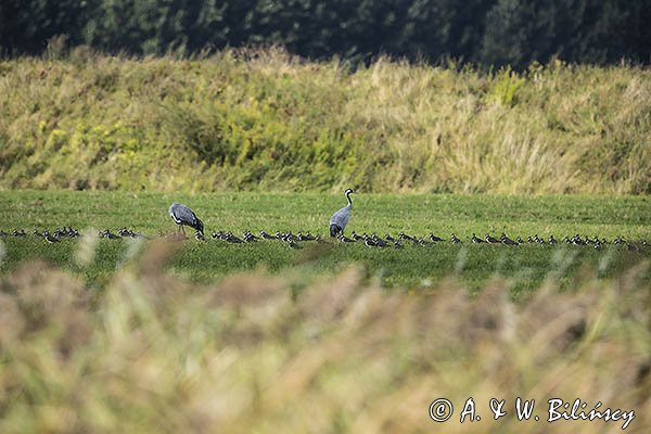 Czajka, Vanellus vanellus i żurawie, Grus grus