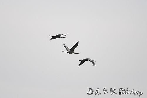 żuraw Grus grus