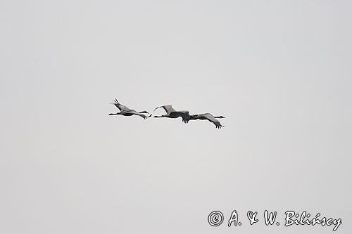 żuraw Grus grus