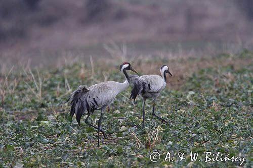 żuraw Grus grus