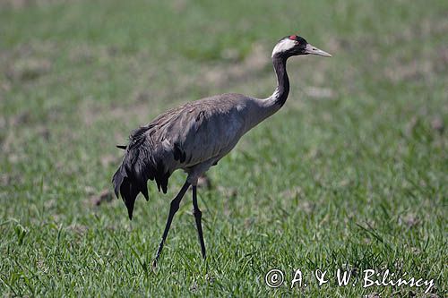 żuraw Grus grus