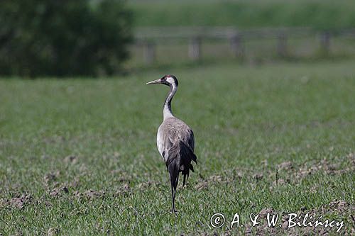 żuraw Grus grus
