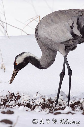 żuraw Grus grus na śniegu