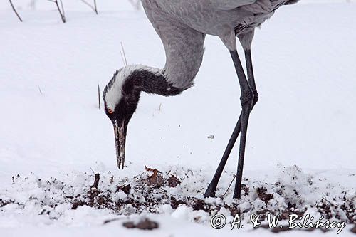 żuraw Grus grus na śniegu