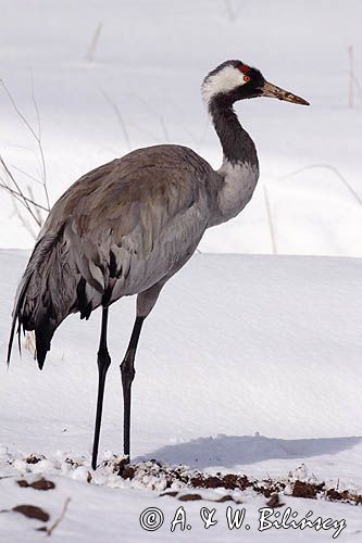 żuraw Grus grus na śniegu