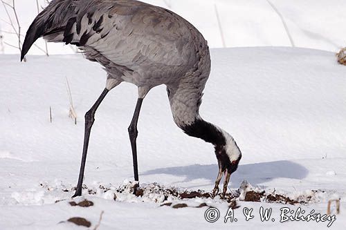 żuraw Grus grus na śniegu