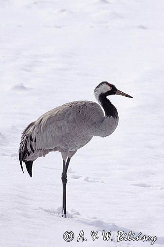żuraw Grus grus na śniegu