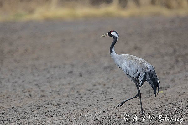 Żuraw zwyczajny, żuraw, żuraw popielaty, żuraw szary, Grus grus