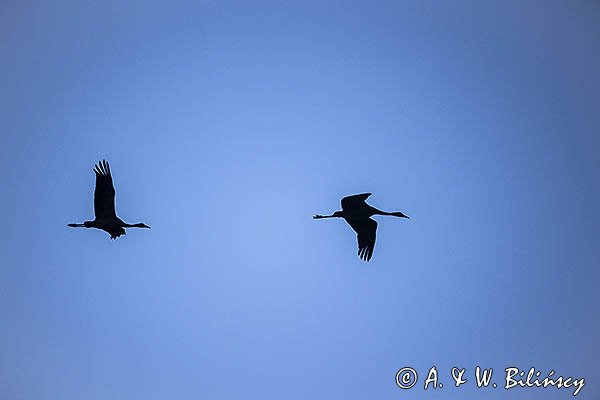 Żuraw zwyczajny, żuraw, żuraw popielaty, żuraw szary, Grus grus
