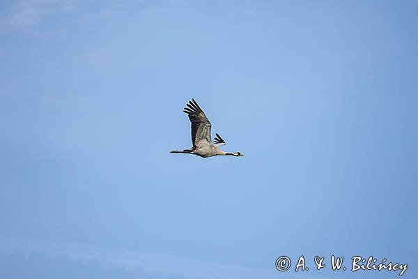 Żuraw zwyczajny, żuraw, żuraw popielaty, żuraw szary, Grus grus